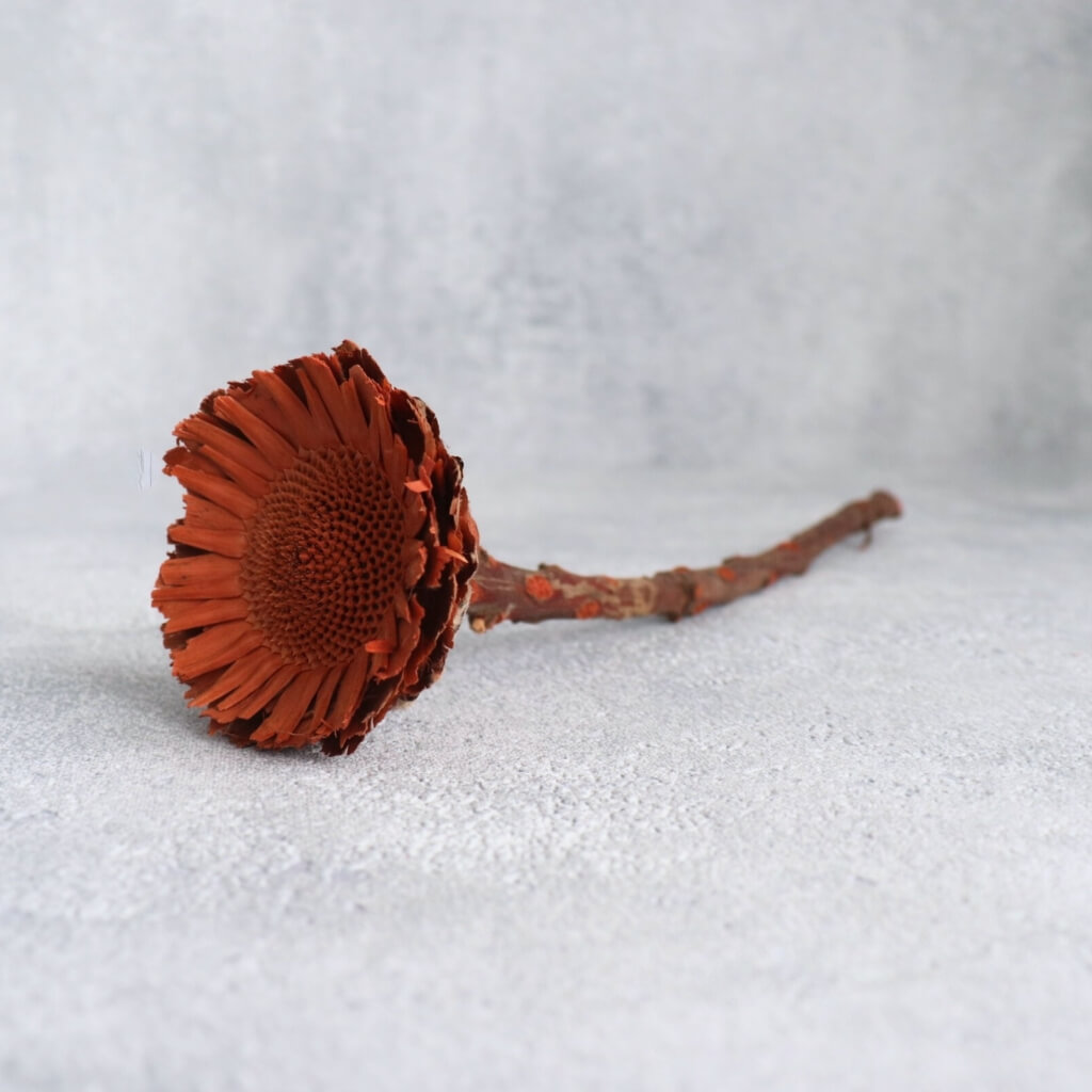 Sušená Protea Susane Roset sířená, exotická dekorace pro aranžmá